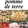 Cette étonnante pomme de terre-0